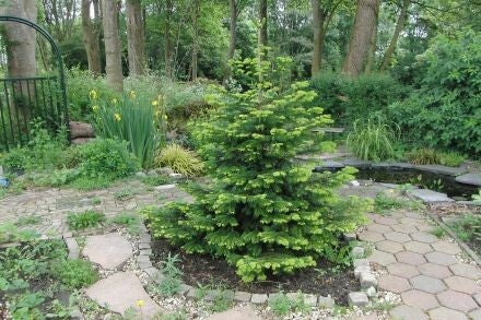 Abies nordmanniana – Kaukasische zilverspar
