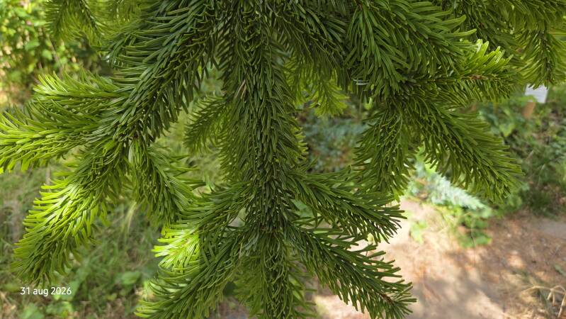 Abies nordmanniana – Kaukasische zilverspar