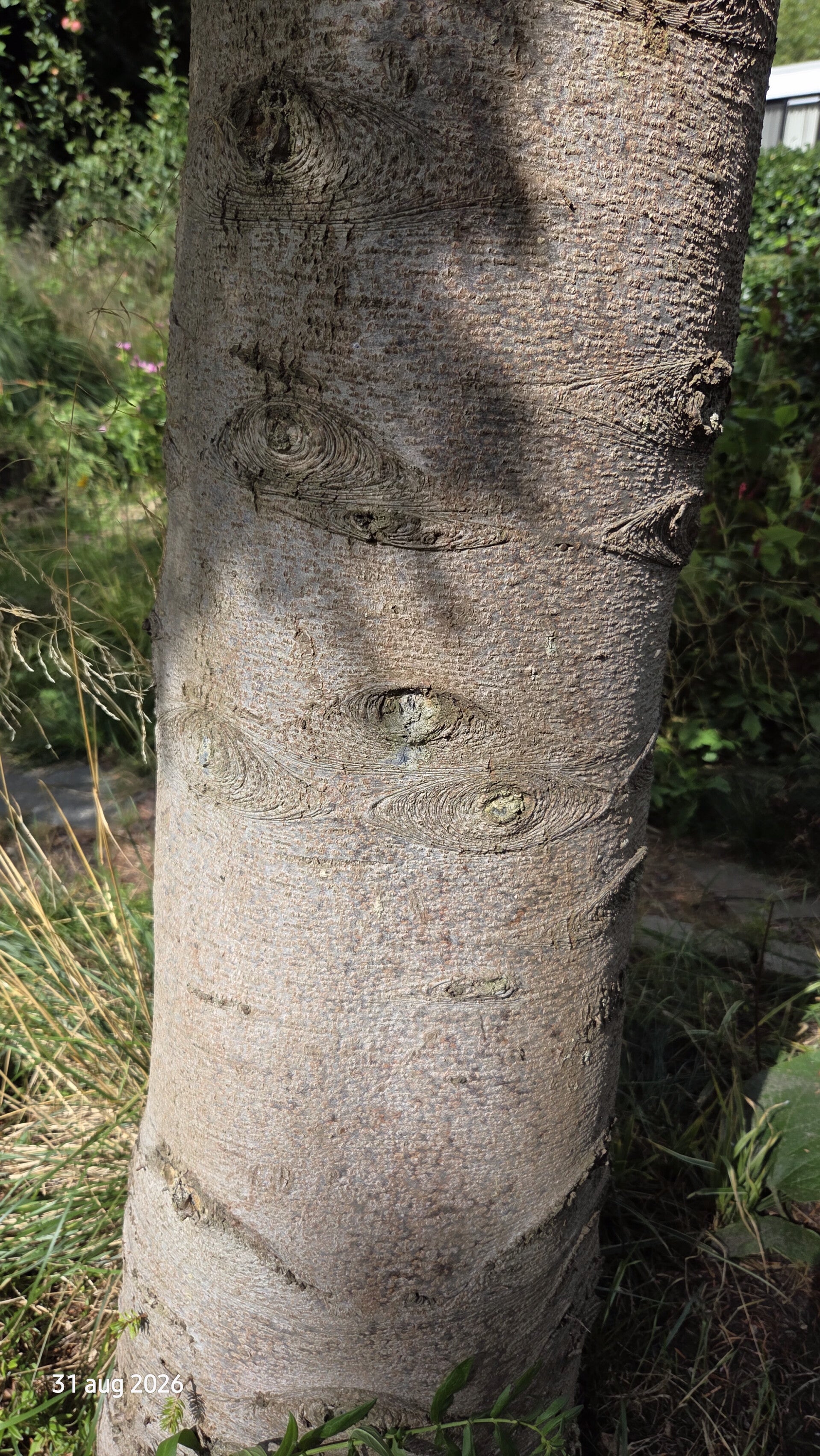 Abies nordmanniana – Kaukasische zilverspar