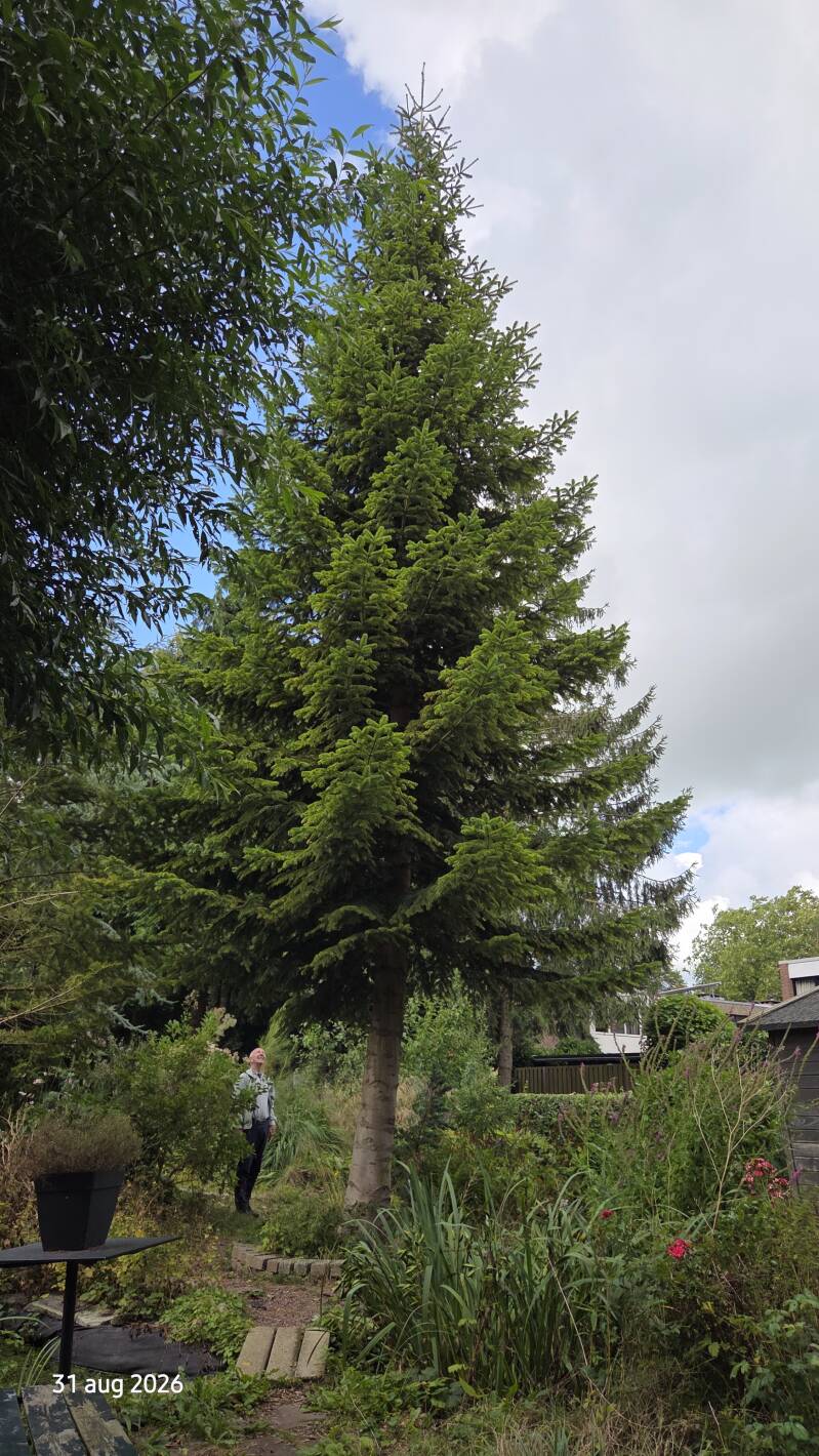 Abies nordmanniana – Kaukasische zilverspar