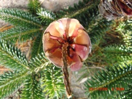 Abies numidica – Algerijnse zilverspar