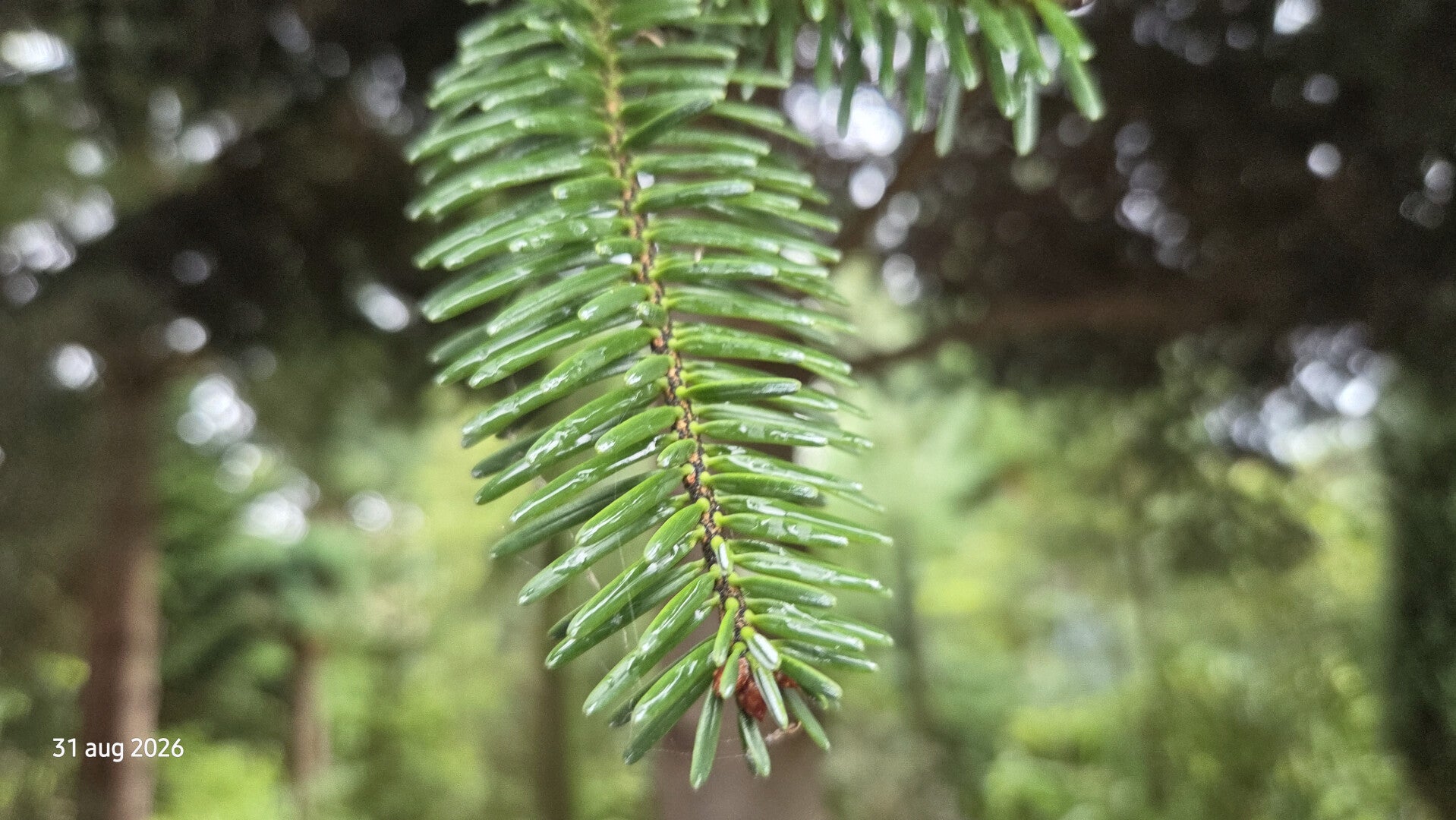 Abies numidica – Algerijnse zilverspar