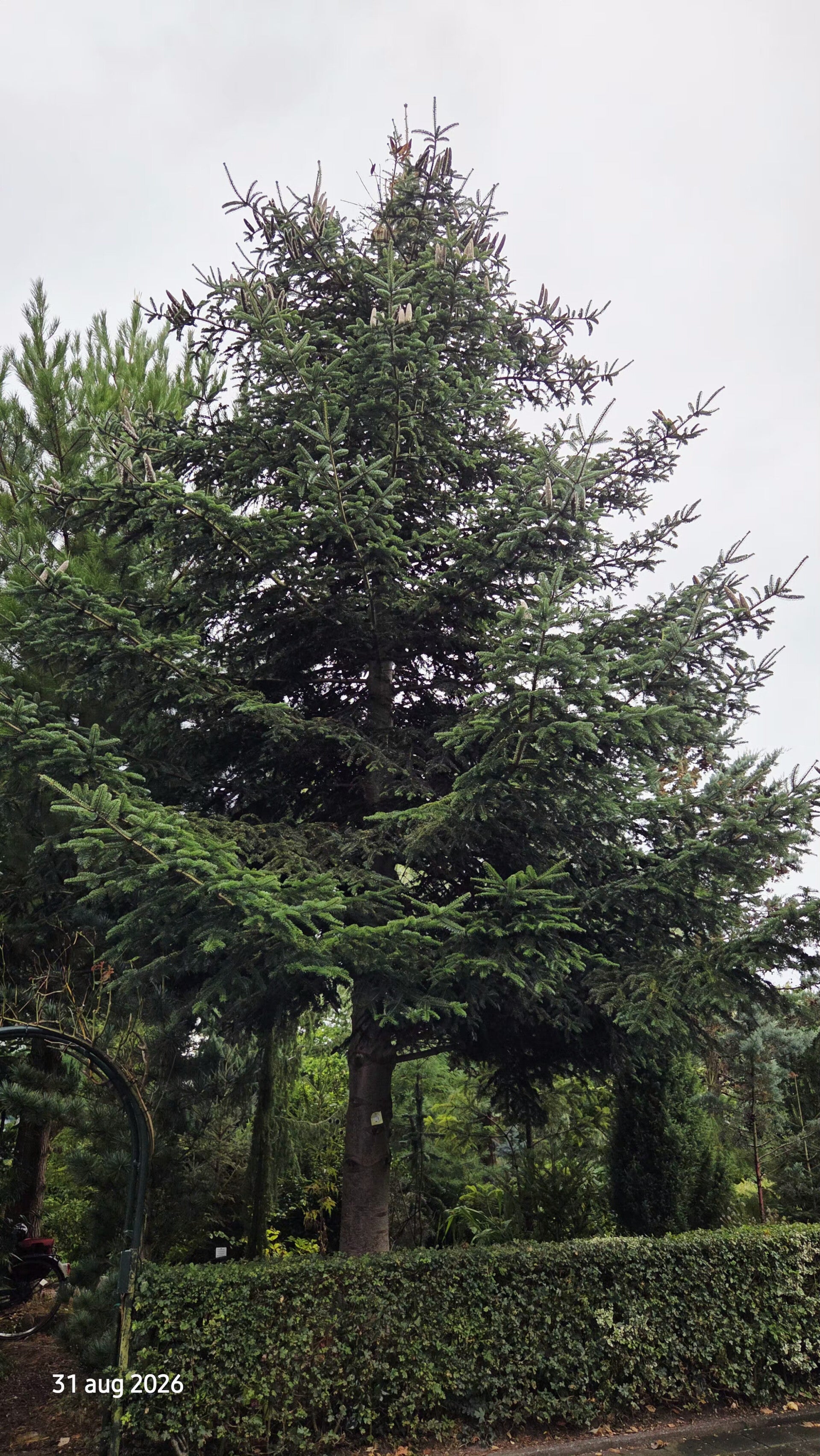 Abies numidica – Algerijnse zilverspar