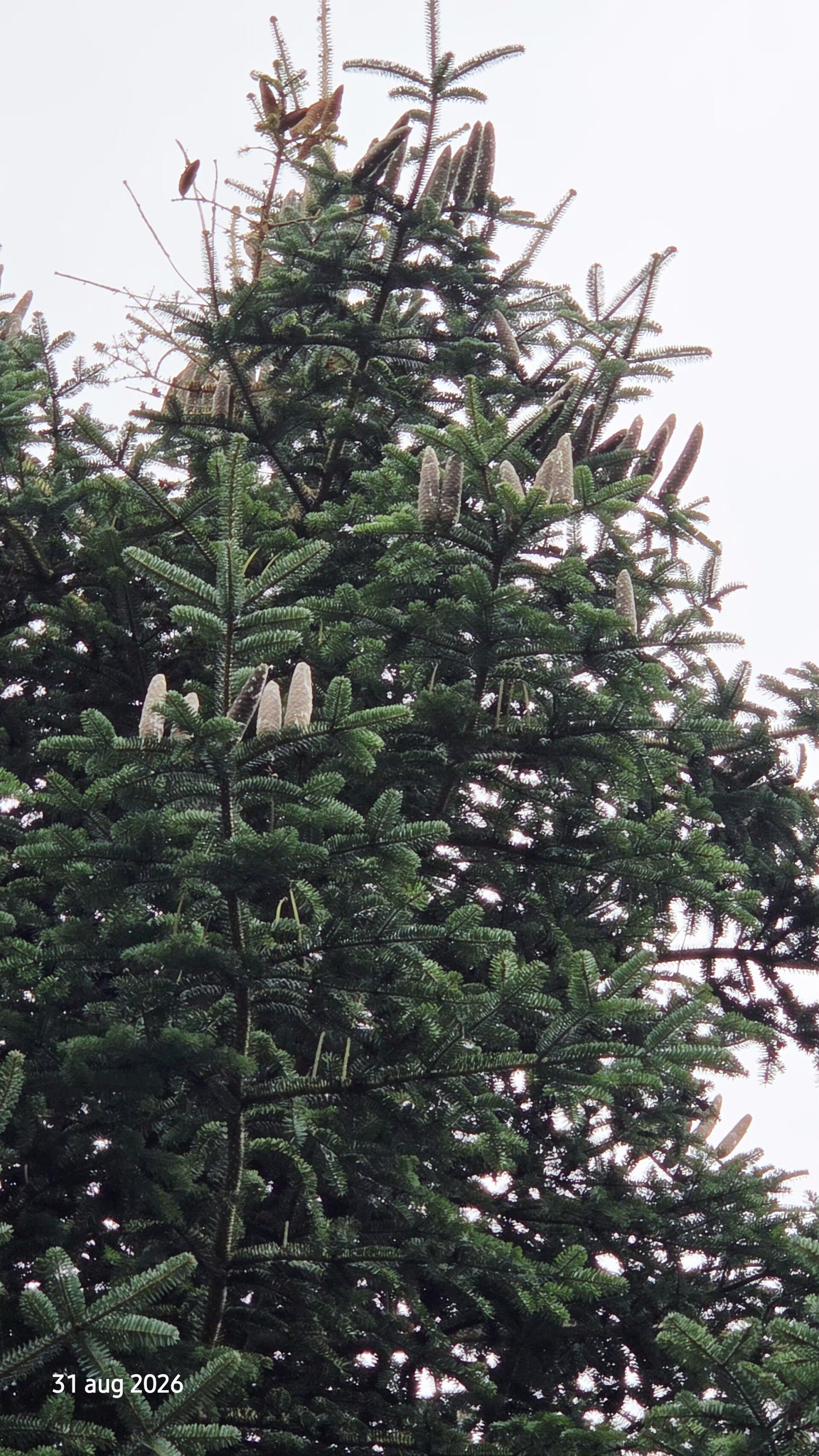 Abies numidica – Algerijnse zilverspar