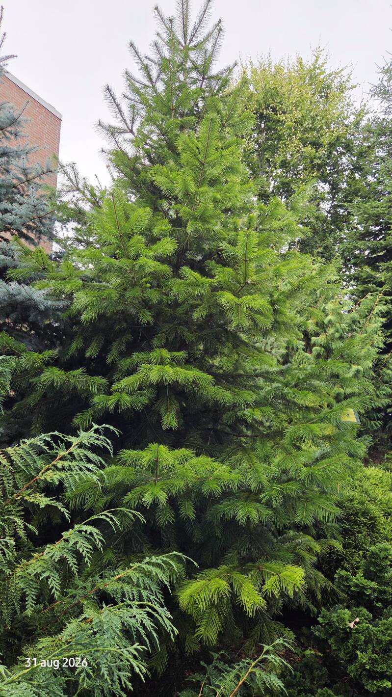 Abies pindrow – Pindrow-zilverspar