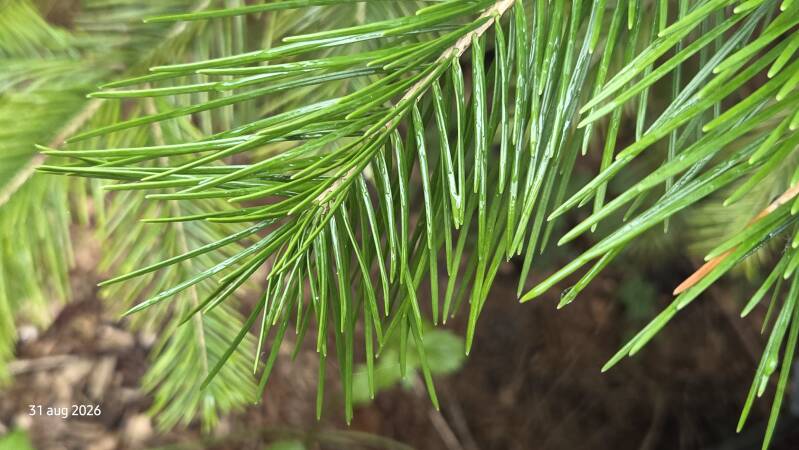 Abies pindrow – Pindrow-zilverspar