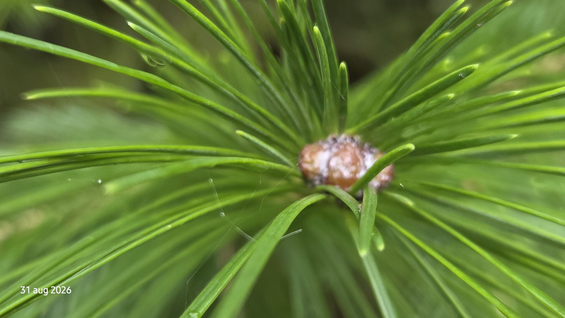 Abies pindrow – Pindrow-zilverspar