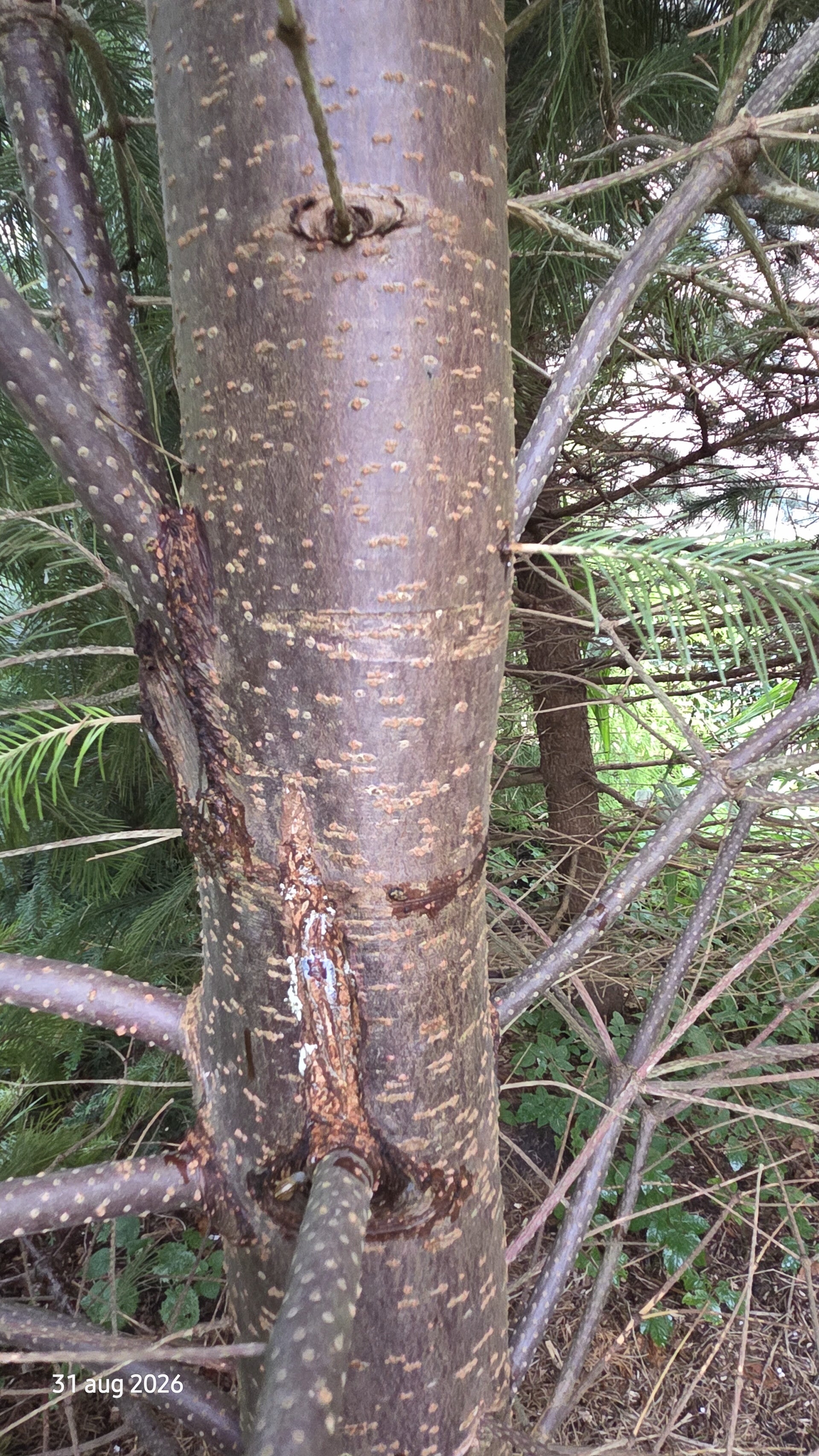 Abies pindrow – Pindrow-zilverspar