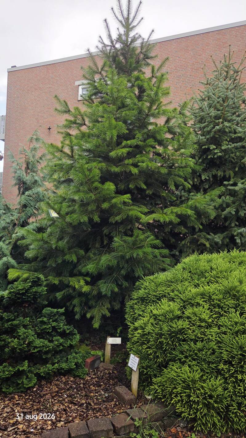 Abies pindrow – Pindrow-zilverspar