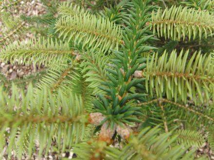 Abies pinsapo – Spaanse zilverspar