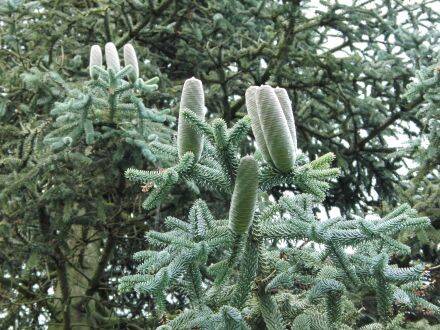 Abies pinsapo – Spaanse zilverspar