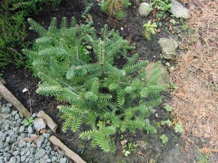 Abies pinsapo – Spaanse zilverspar