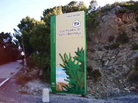 Abies pinsapo – Spaanse zilverspar