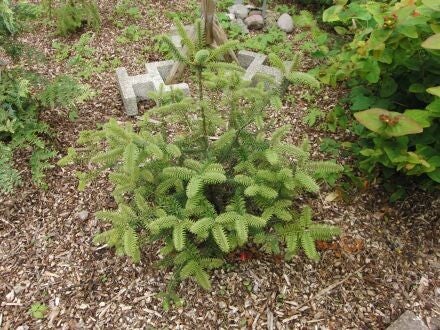 Abies pinsapo – Spaanse zilverspar