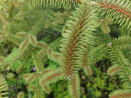Abies pinsapo – Spaanse zilverspar