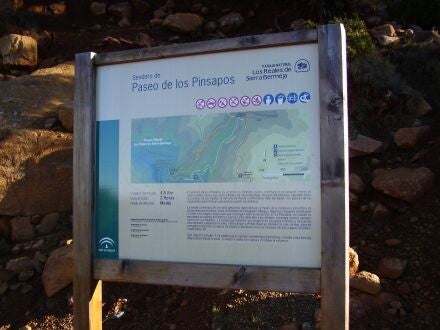 Abies pinsapo – Spaanse zilverspar