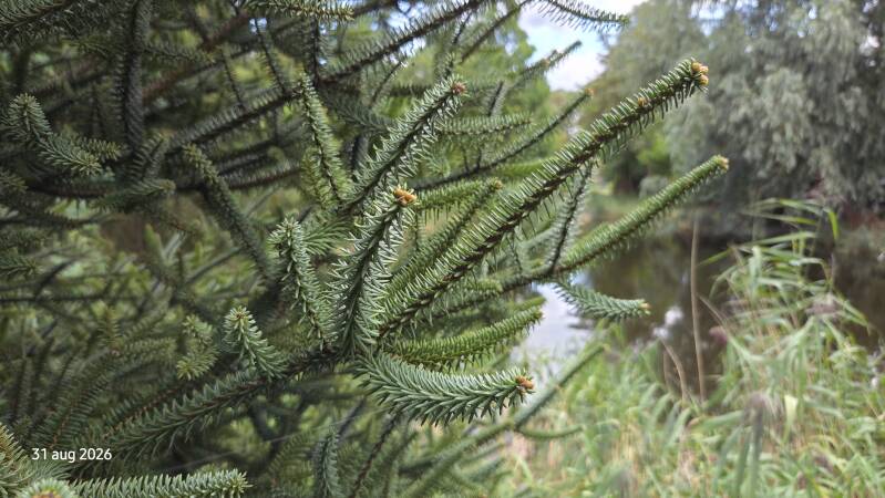 Abies pinsapo – Spaanse zilverspar