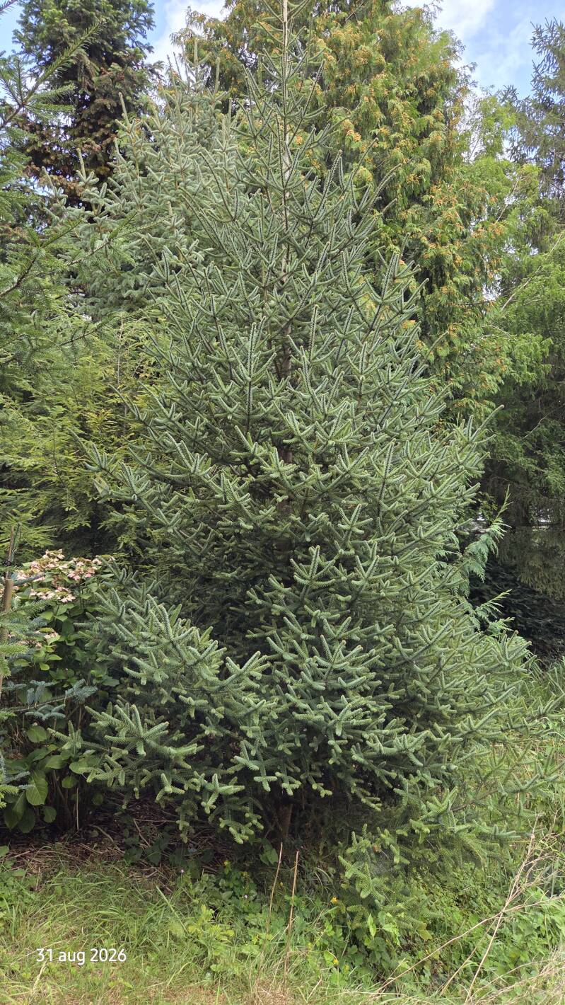Abies pinsapo – Spaanse zilverspar
