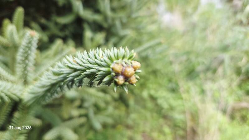 Abies pinsapo – Spaanse zilverspar