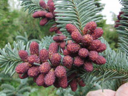 Abies procera – edelzilverspar