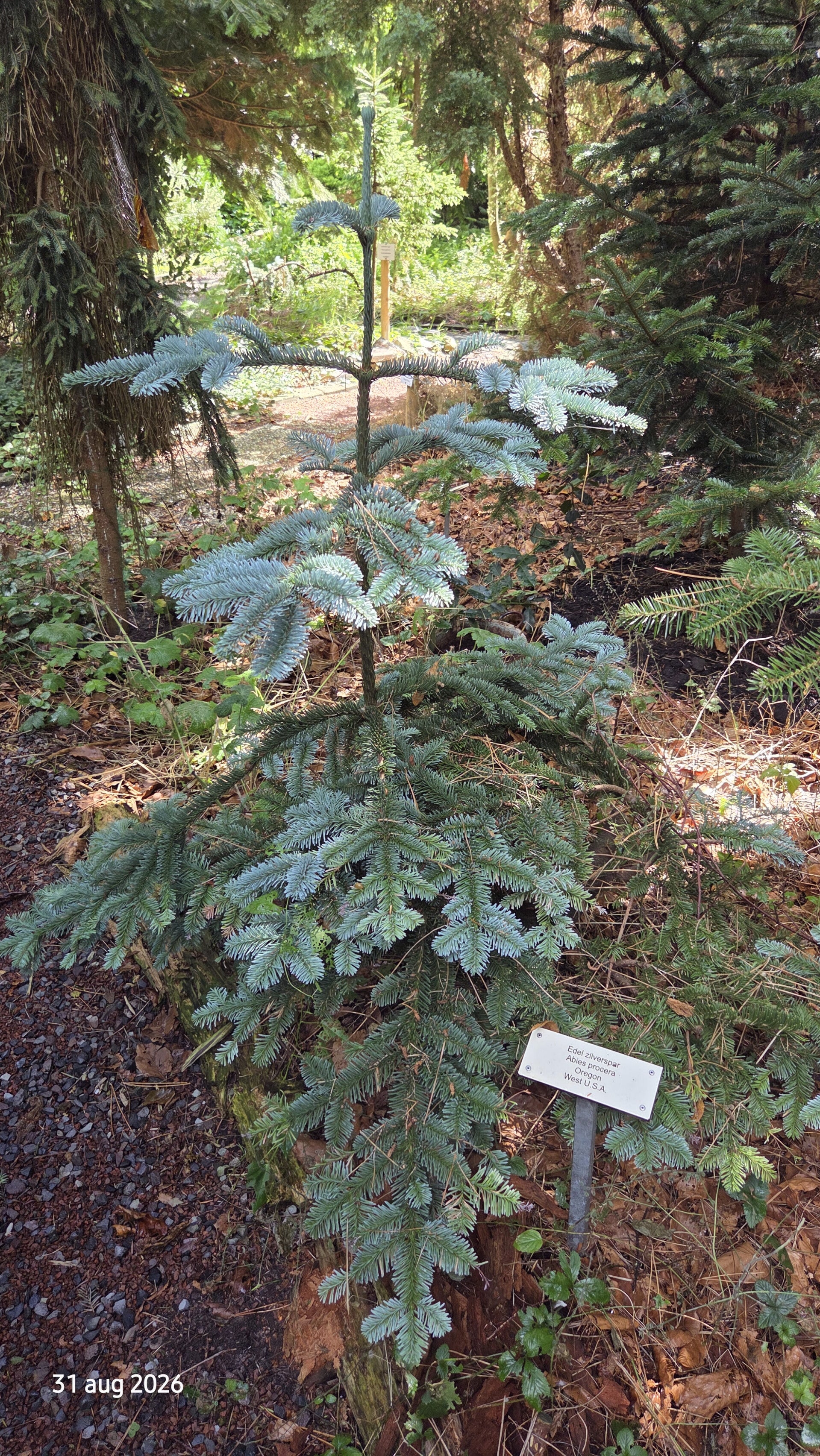 Abies procera – edelzilverspar