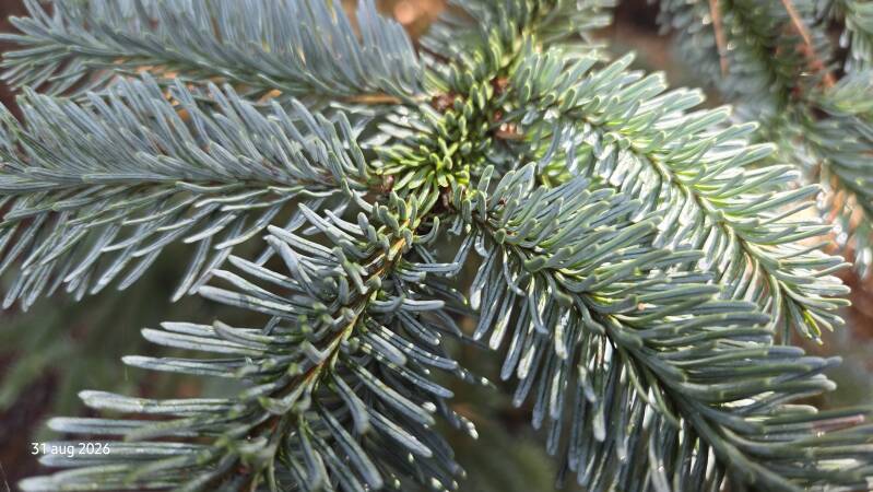 Abies procera – edelzilverspar
