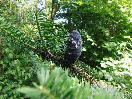 Abies recurvata – Min-zilverspar