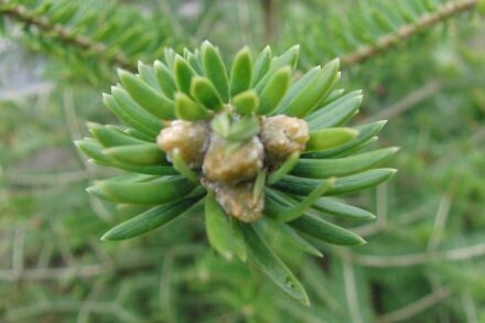 Abies recurvata – Min-zilverspar