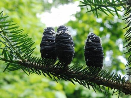 Abies recurvata – Min-zilverspar