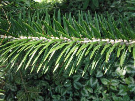 Abies recurvata – Min-zilverspar