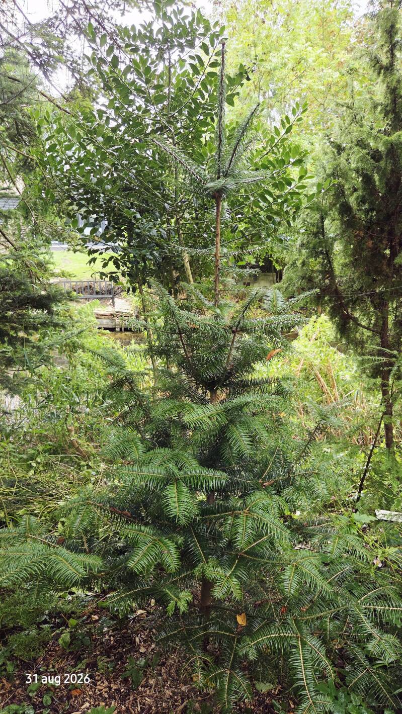 Abies recurvata – Min-zilverspar