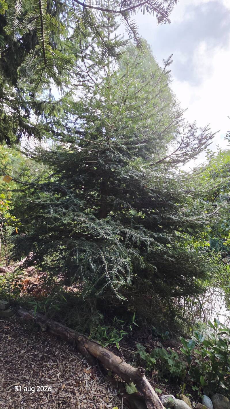 Abies recurvata – Min-zilverspar