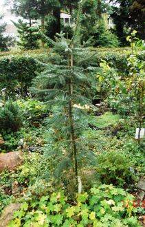Abies religiosa – oyamel-zilverspar