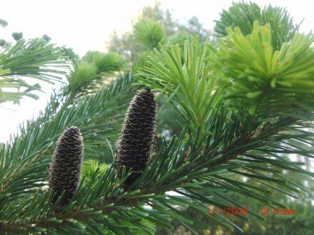Abies sachalinensis – Sachalinse zilverspar
