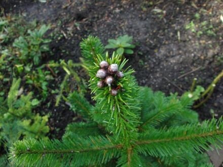Abies sachalinensis – Sachalinse zilverspar