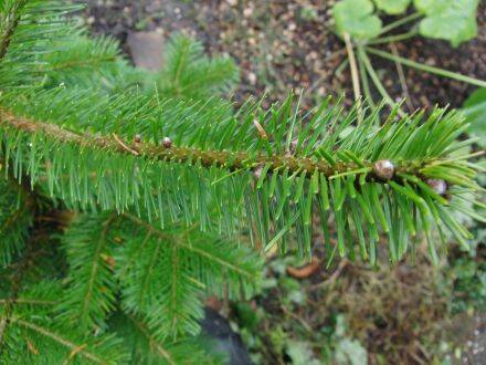 Abies sachalinensis – Sachalinse zilverspar