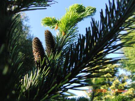 Abies sachalinensis – Sachalinse zilverspar