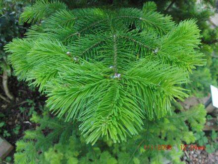 Abies sachalinensis – Sachalinse zilverspar