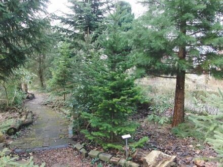 Abies sachalinensis – Sachalinse zilverspar