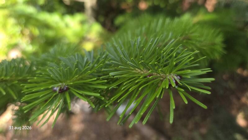 Abies sachalinensis – Sachalinse zilverspar