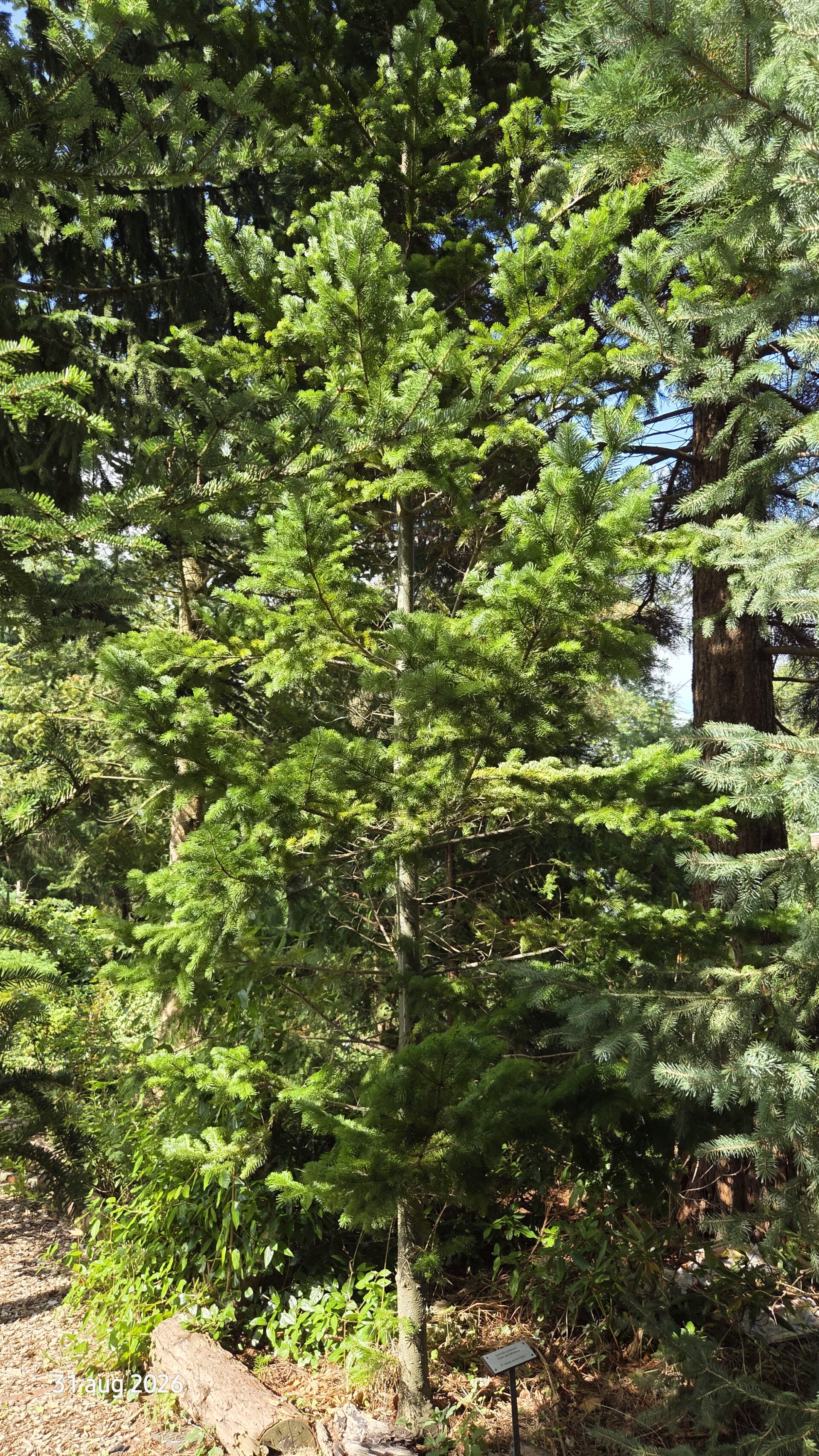 Abies sachalinensis – Sachalinse zilverspar