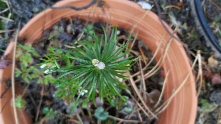 Abies sibirica – Siberische zilverspar