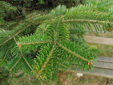 Abies sibirica – Siberische zilverspar