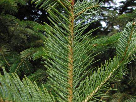 Abies sibirica – Siberische zilverspar