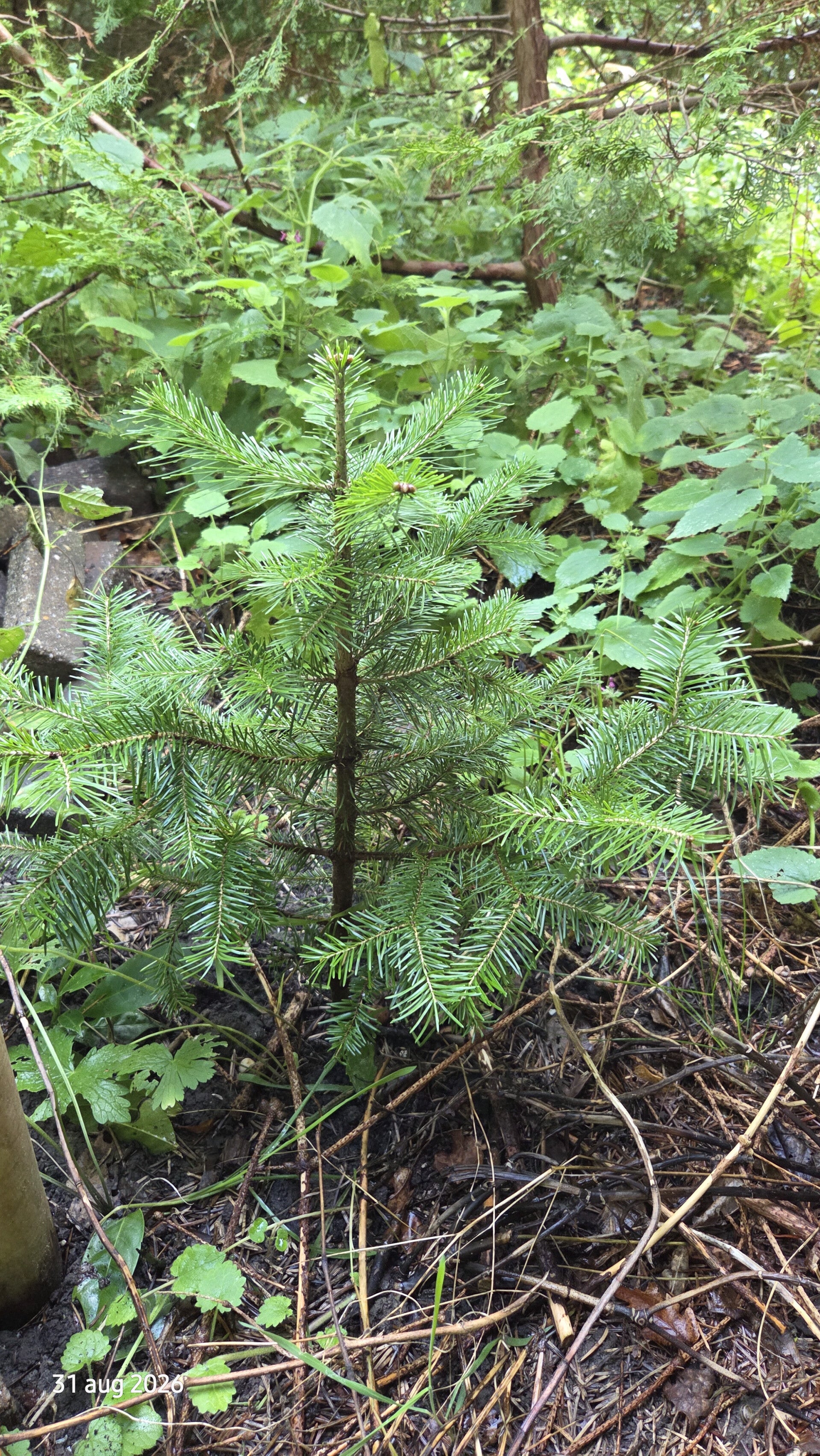 Abies sibirica – Siberische zilverspar