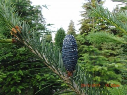 Abies spectabilis – Himalaya-zilverspar