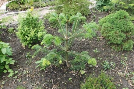 Abies spectabilis – Himalaya-zilverspar