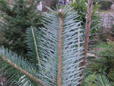 Abies spectabilis – Himalaya-zilverspar