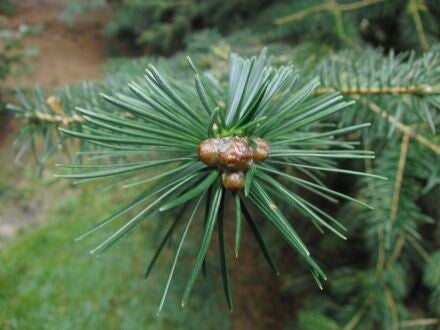 Abies spectabilis – Himalaya-zilverspar