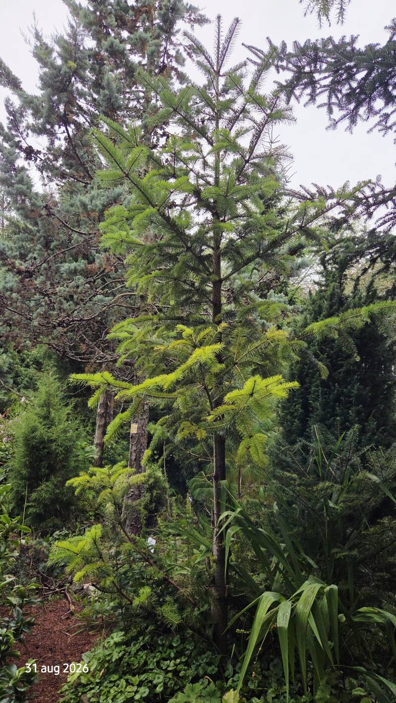 Abies spectabilis – Himalaya-zilverspar